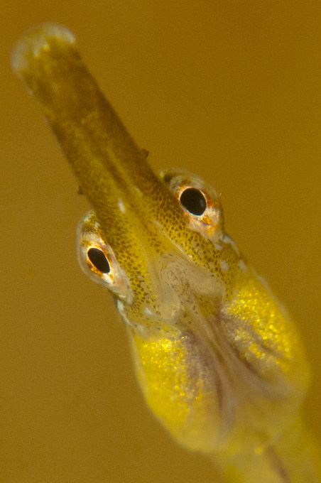 Pipefish 3